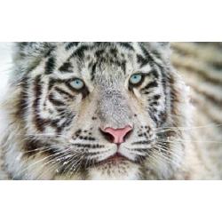 Холст с красками Рисование по номерам. Белый тигр, 22х30 см.