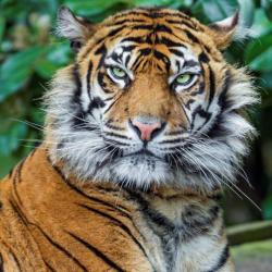Роспись по холсту Грозный тигр, 20х20 см