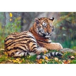 Холст с красками Рисование по номерам. Тигр в осеннем лесу, 22х30 см