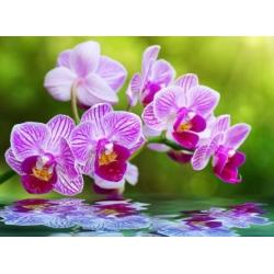 Холст с красками Рисование по номерам. Розовые орхидеи, 22x30 см